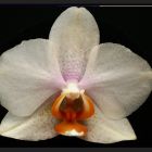 mal ne Orchidee