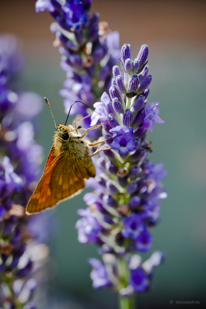 Mal 'ne Rast auf'm Lavendel