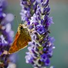 Mal 'ne Rast auf'm Lavendel