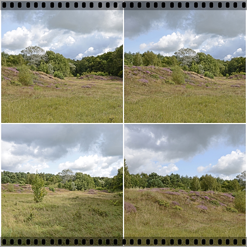 Mal nicht die Lüneburger Heide !