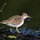 Mal nicht die Waldwasserläufer