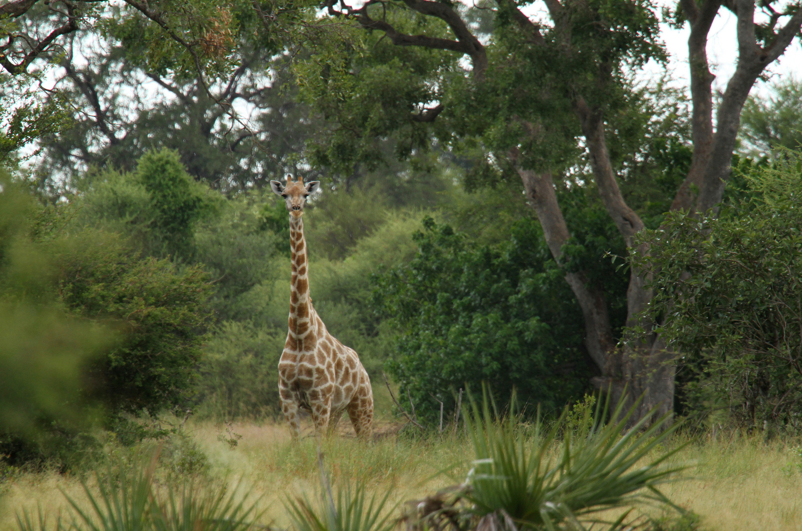 Mal nicht Etosha,