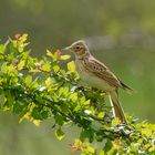 Mal nicht versteckt im Feld oder singend am Himmel: Feldlerche im Weißdorn