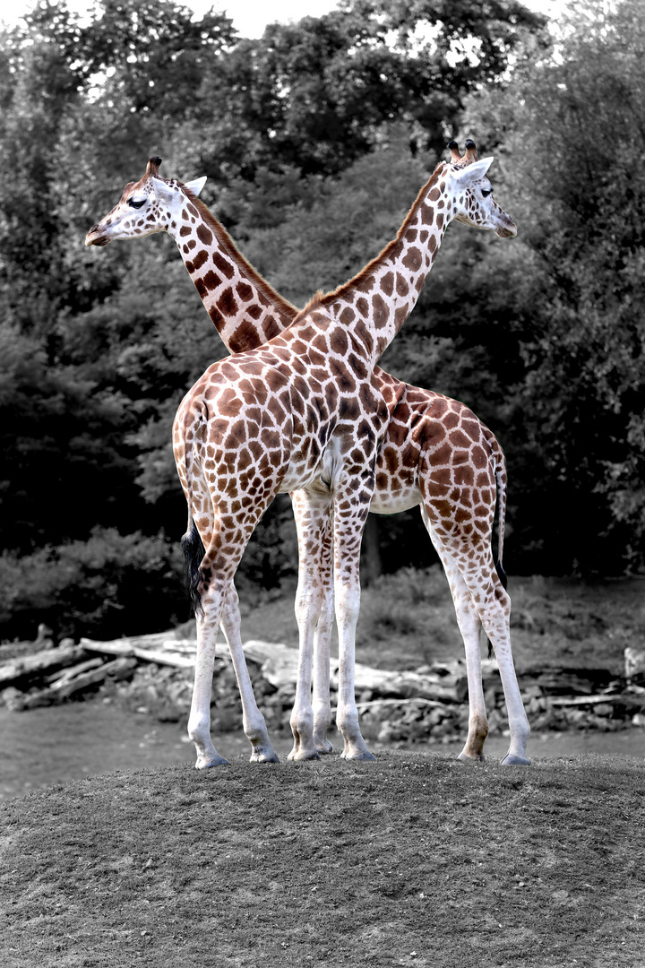 Mal nur die Giraffen farbig