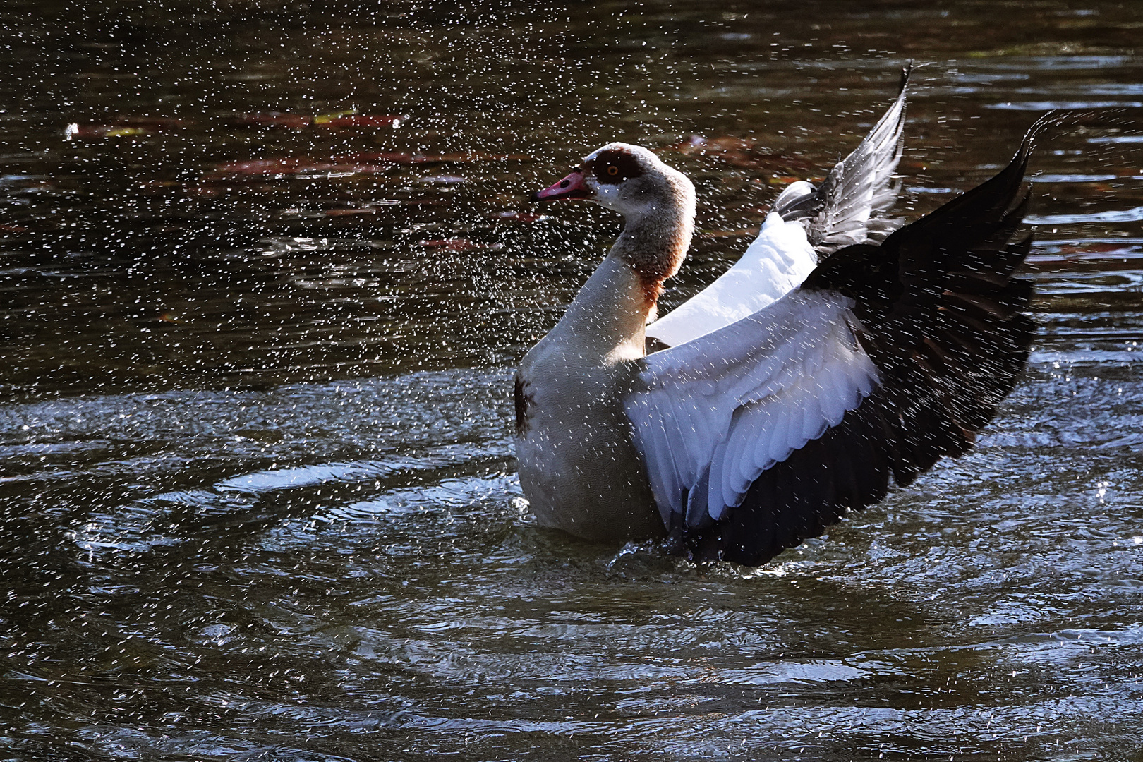 mal richtig die Sau (Gans) rauslassen