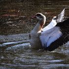 mal richtig die Sau (Gans) rauslassen