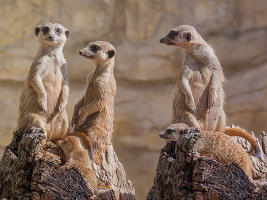 Mal schauen, was die Nachbarn so machen