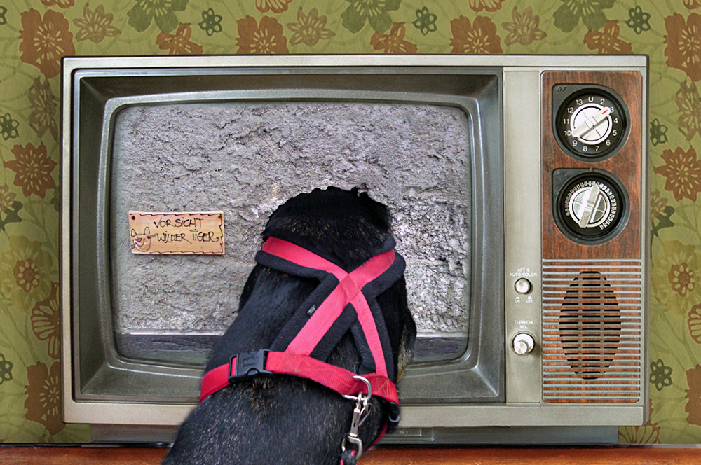 | Mal schauen, was es heute im Fernsehen gibt |