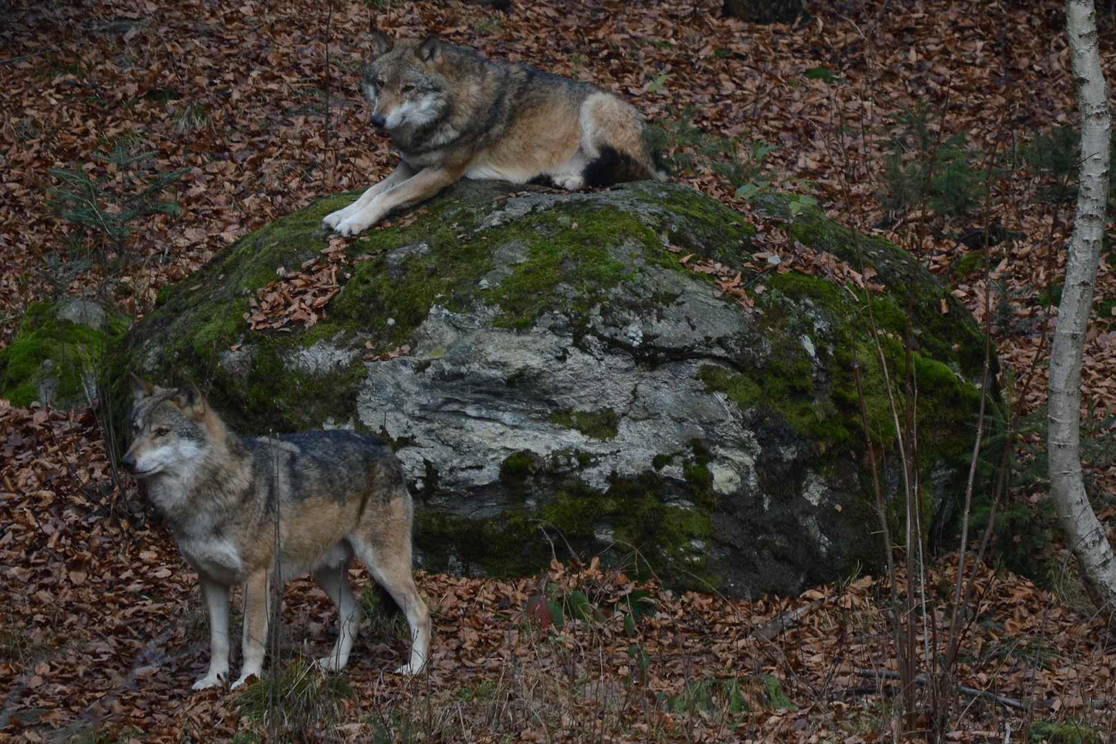 Mal schauen was passiert