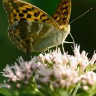 Mal schauen, wie scharf so ne L-Linse ist...