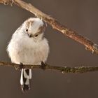 Mal schau´n - Schwanzmeise - nördliche Variante (Aegithalos caudatus caudatus) oder Mischling