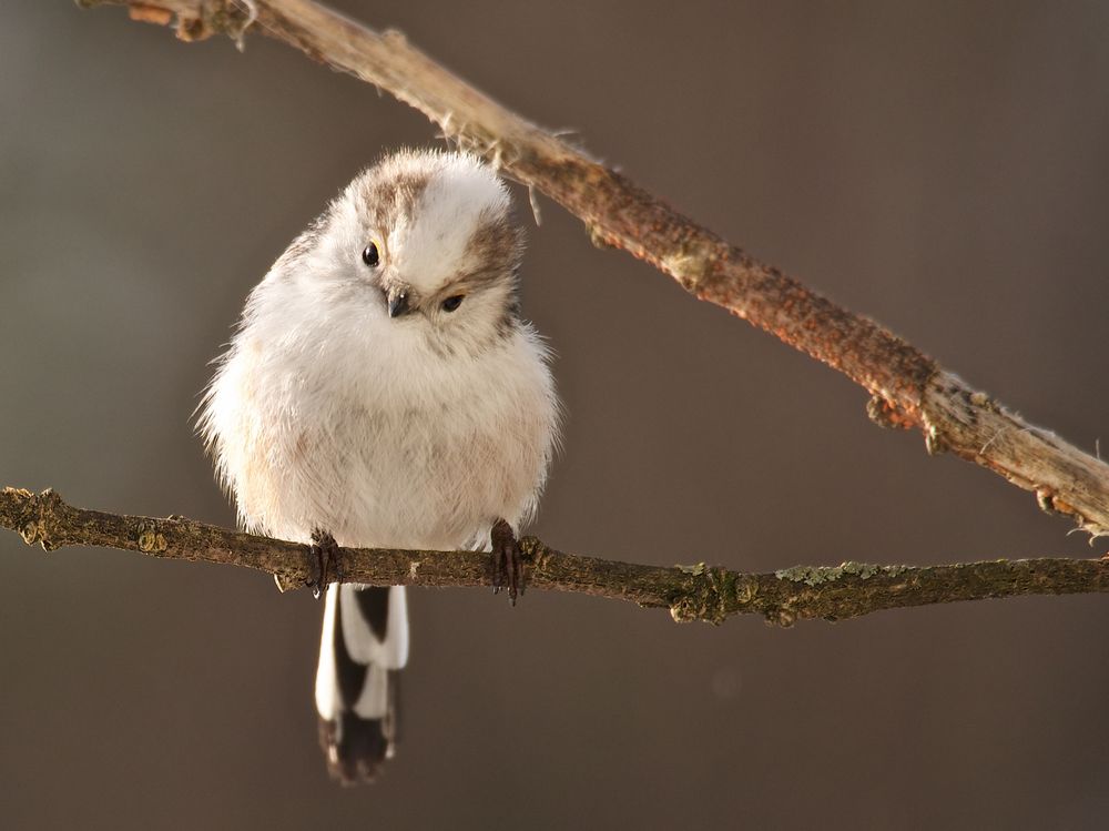 Mal schau´n - Schwanzmeise - nördliche Variante (Aegithalos caudatus caudatus) oder Mischling