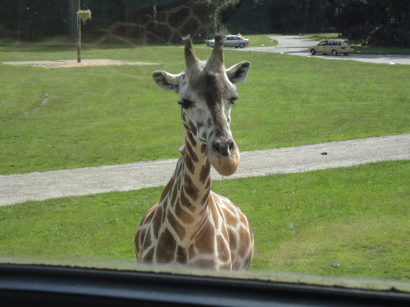 Mal schau'n, was die Touris so machen... / Serengeti-Park Hodenhagen in Niedersachsen