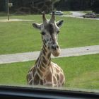 Mal schau'n, was die Touris so machen... / Serengeti-Park Hodenhagen in Niedersachsen