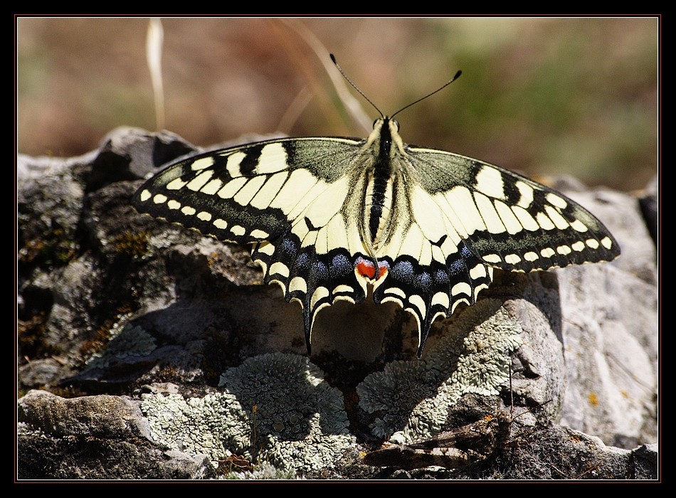 Mal schnell ein Schmetterling...