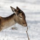 Mal schnüffeln was da so aus dem Schnee rausschaut ...