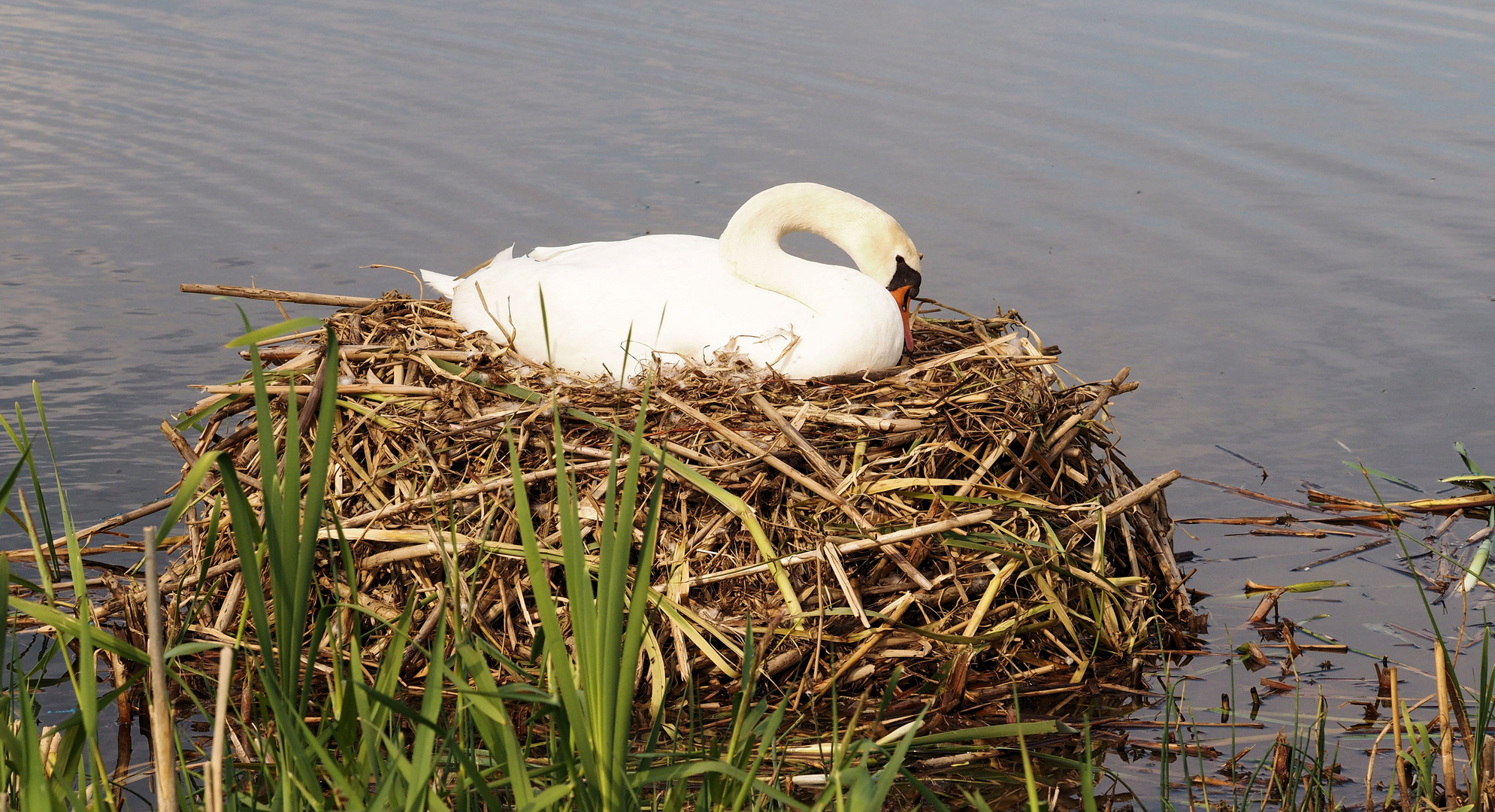 Mal sehen ob ich dieses Jahr wieder ein Nest zu sehen bekomme...