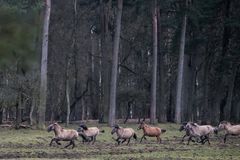 mal sehen ob noch ein paar mitrennen wollen