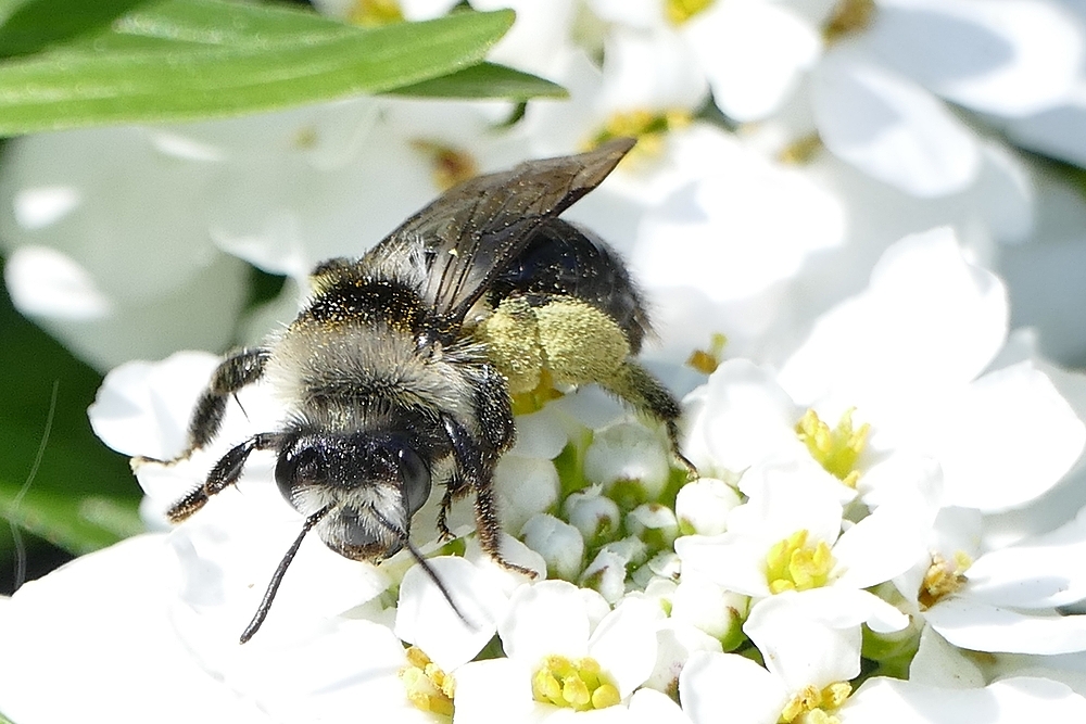 mal sehen, was die Blüte zu bieten hat