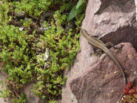 Mal sehen was die Nachbarin so treibt
