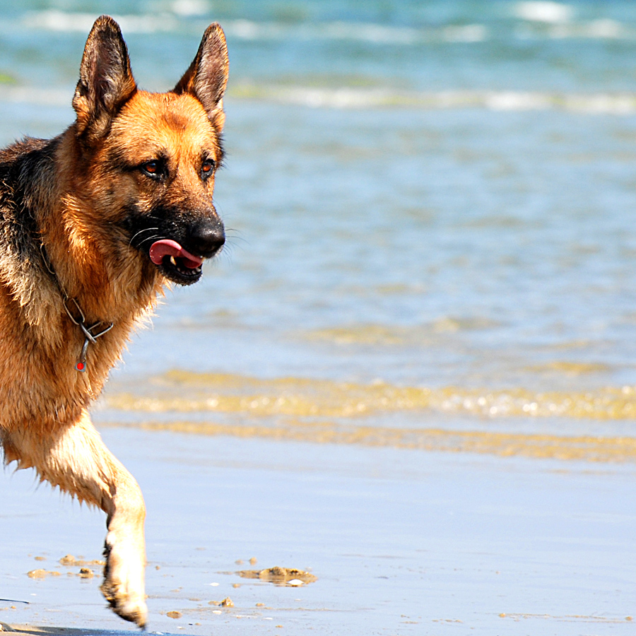 mal sehen was es dort drüben zusehen gibt Foto & Bild tiere, haustiere, hunde Bilder auf