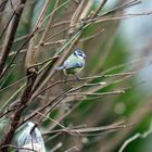 Mal sehen was es hier so zu essen gibt. Blaumeise (Cyanistes caeruleus)