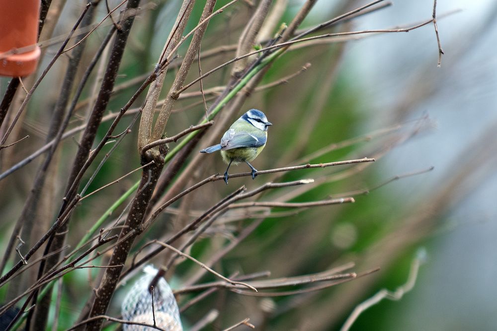 Mal sehen was es hier so zu essen gibt. Blaumeise (Cyanistes caeruleus)