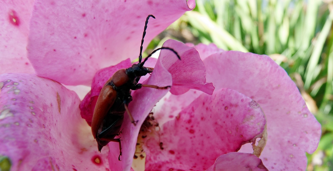 mal sehen was ich auf der Rose noch finde ...:-))