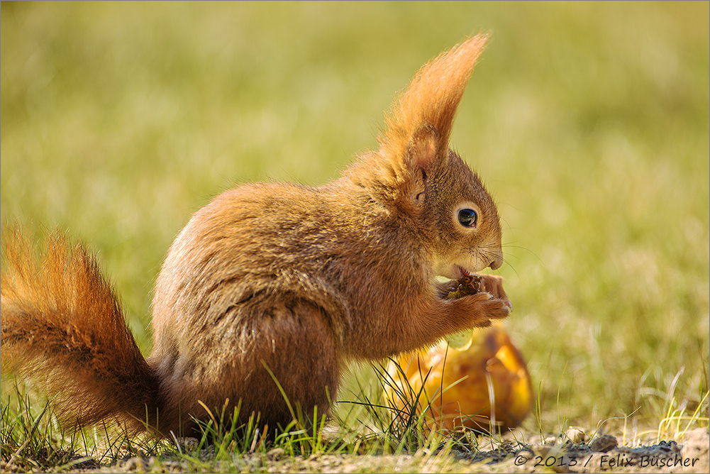 mal sehn, wie die Äppel schmecken....