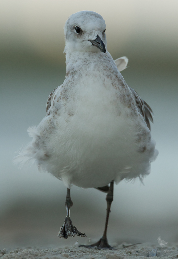 mal seit langem wieder ein Rätselvogel