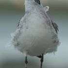 mal seit langem wieder ein Rätselvogel