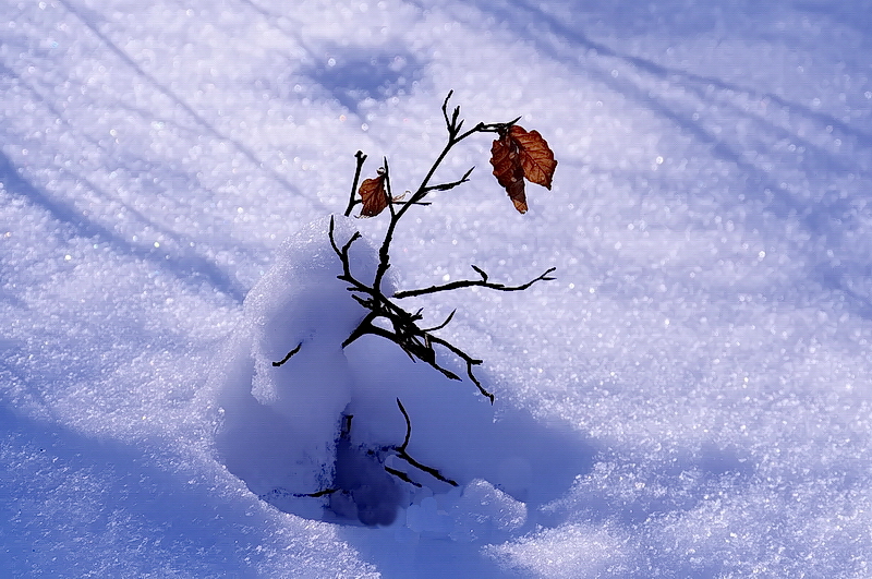 Mal Sommer mal Winter... Foto & Bild natur, motive Bilder auf