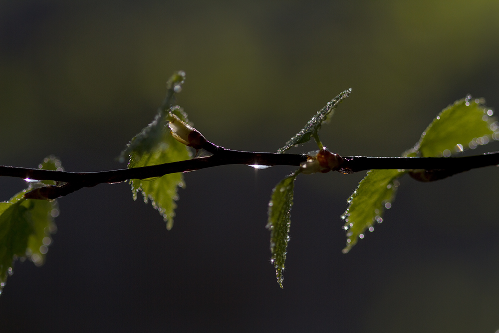 Mal Sonne  -- mal Regen