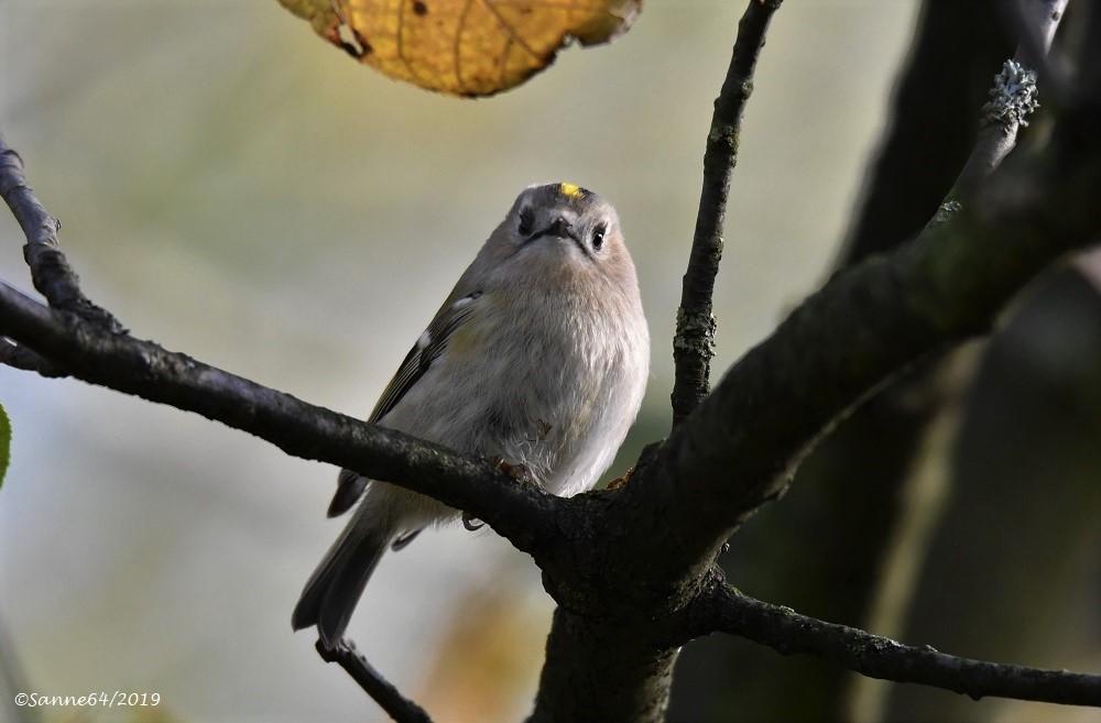 mal stillgehalten.. Foto & Bild | tiere, wildlife, wild lebende vögel
