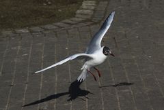 mal über seinen Schatten springen