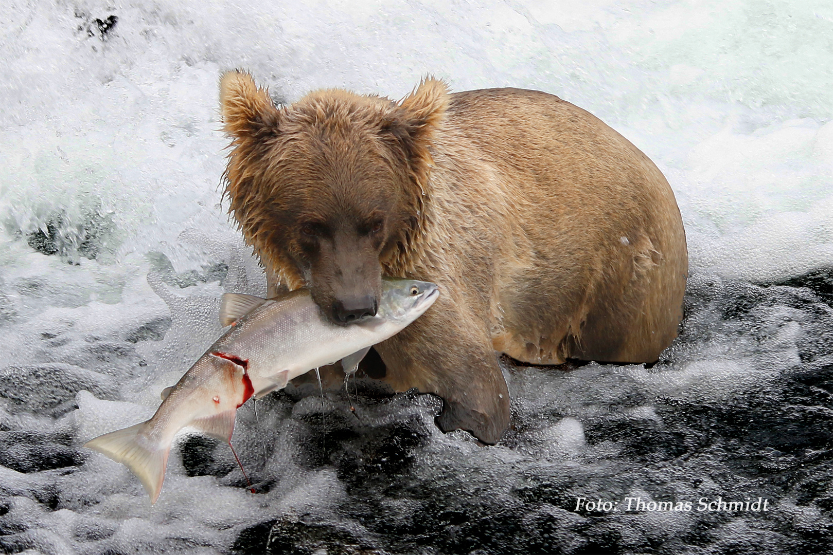 mal verliert der Lachs