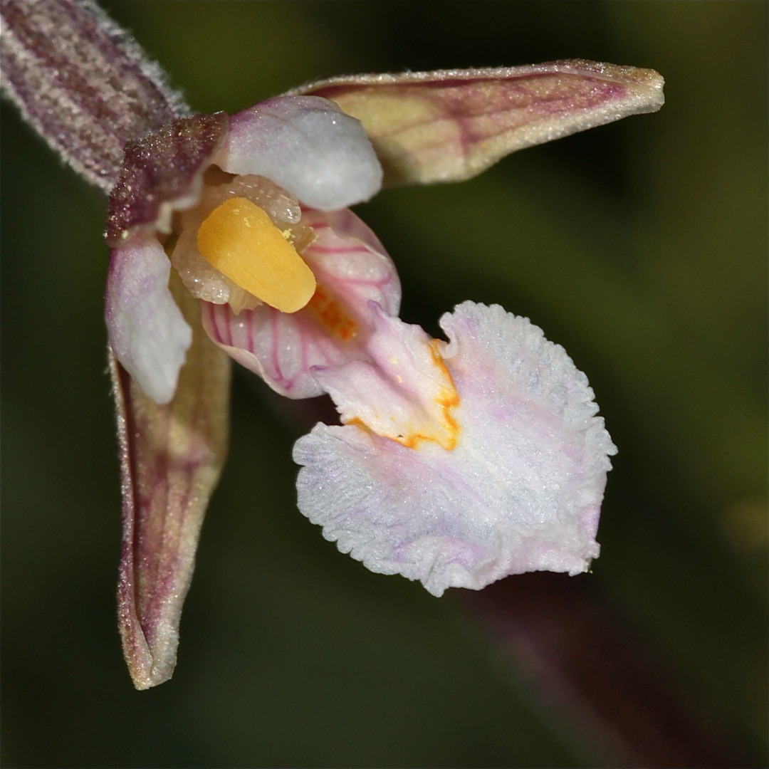 Mal was anderes - Sumpf-Stendelwurz (Epipactis palustris) als schräger Vogel . . .