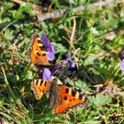 Mal was buntes im grauen Herbst