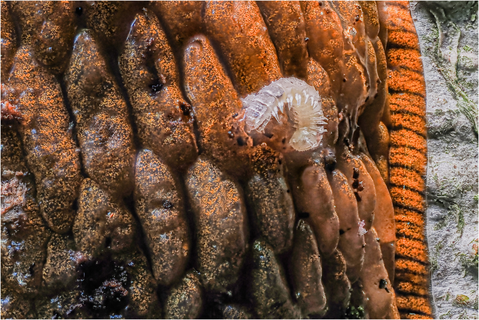 Mal was ganz anderes.. Foto &amp; Bild | tiere, wildlife, wildlife ...