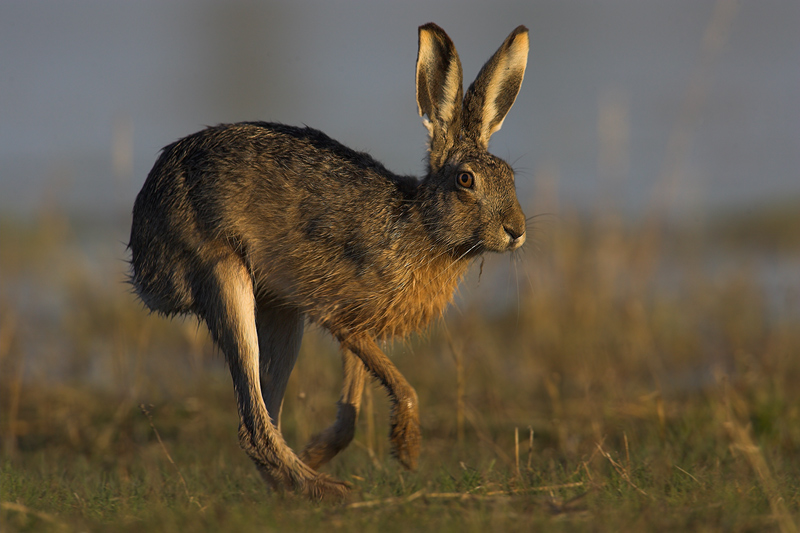 Mal was haariges ...Wildlife