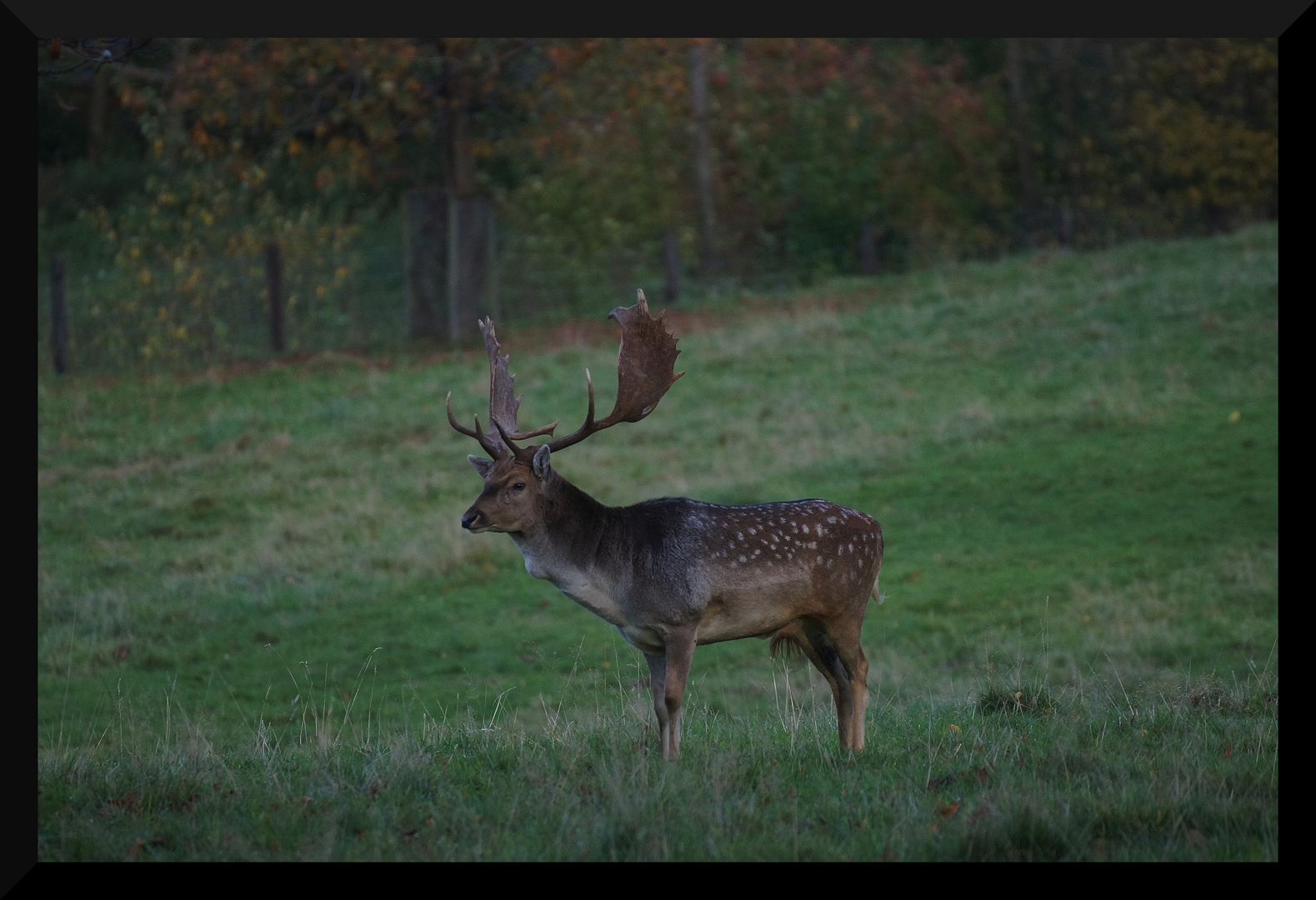 Mal was Tierisches - ein Hirsch 