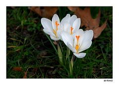 mal weisse Krokusse aus dem Schlossgarten....