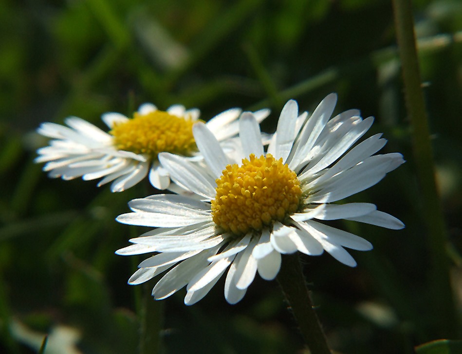 Mal wieder 2 Gänseblümchen