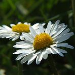 Mal wieder 2 Gänseblümchen