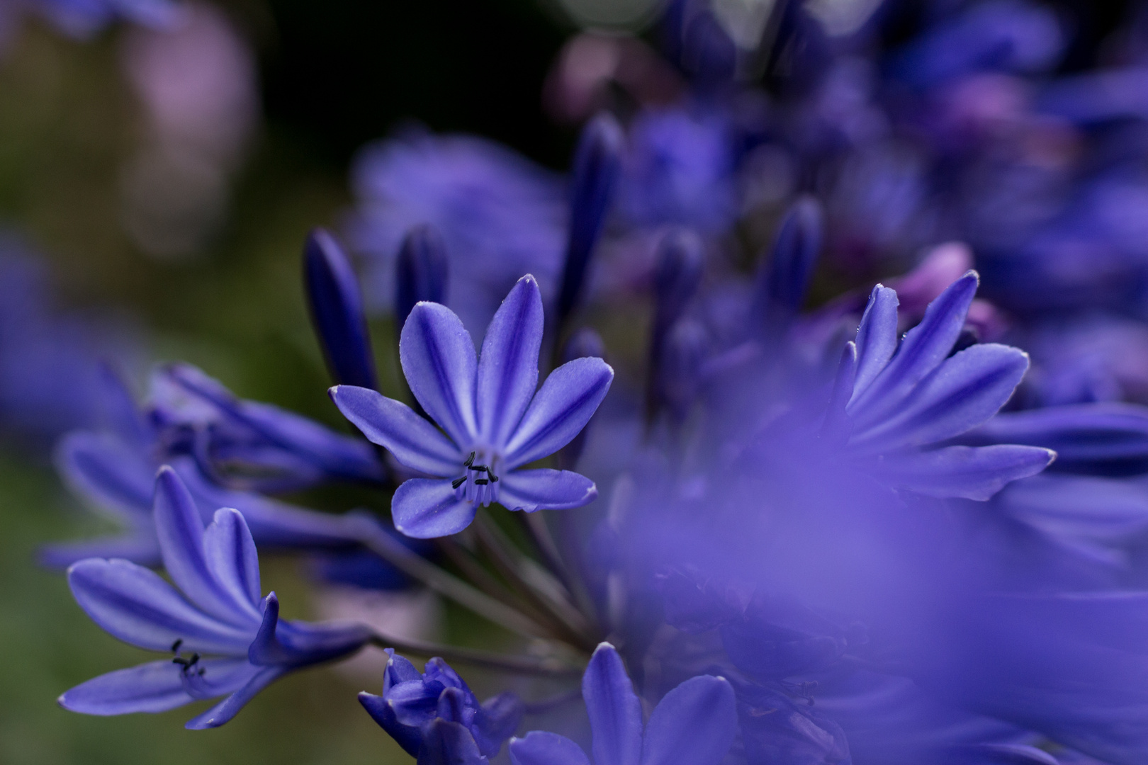 Mal wieder Agapanthus