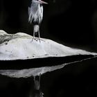 mal wieder auf Fototour im Zoo