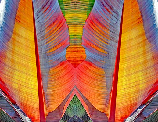 Mal wieder: Bananenblätter im Gegenlicht