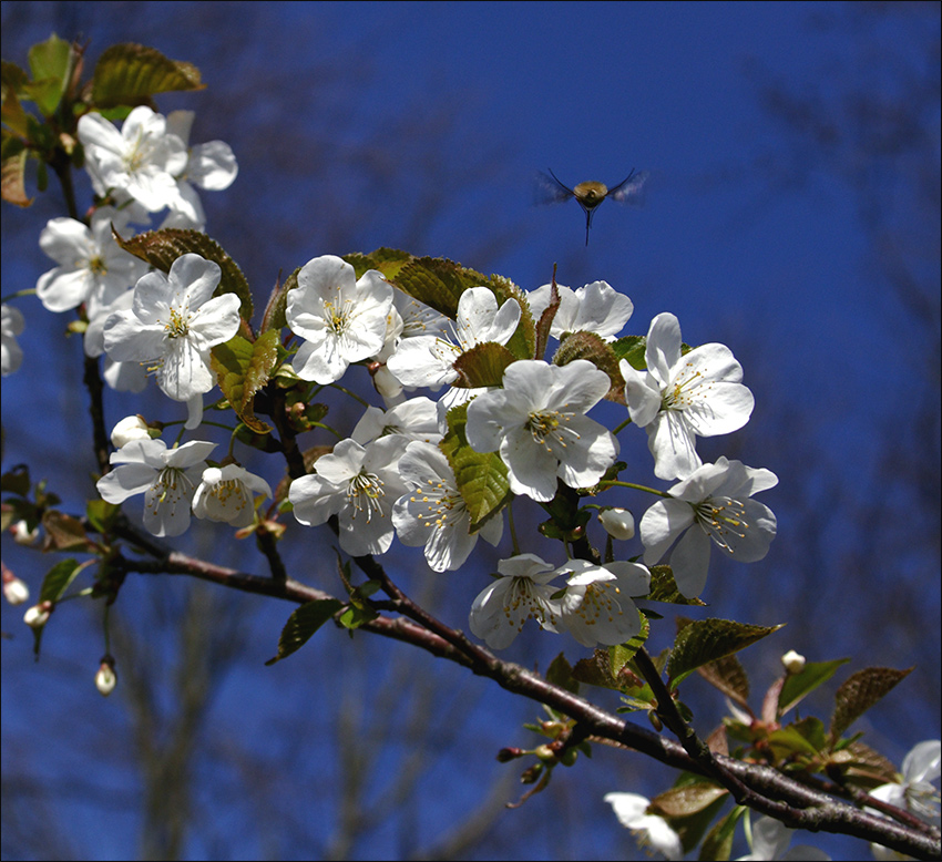 Mal wieder Biene und Blüte