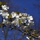 Mal wieder Biene und Blüte