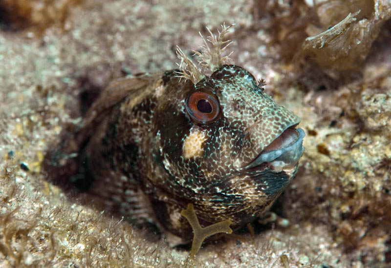 Mal wieder Blenny...